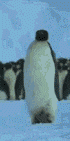 Penguin walking