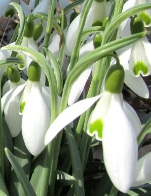 snowdrops
